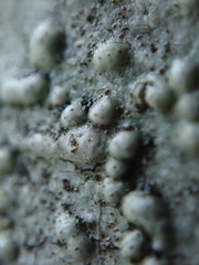 Pertusaria leioplaca