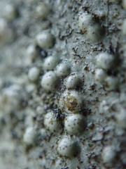 Pertusaria leioplaca