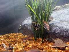 Abramites hypselonotus