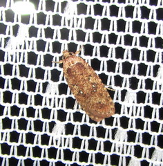 Agonopterix ciliella