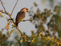 Poicephalus rufiventris
