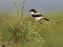 Lanius dorsalis