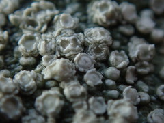 Pertusaria subambigens