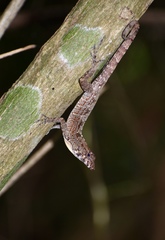 Anolis allogus