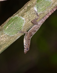 Anolis allogus