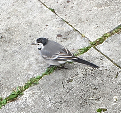 Motacilla alba
