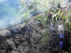 Roeboides microlepis