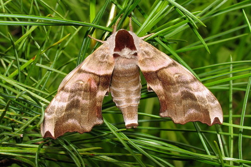 Smerinthus caecus