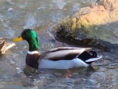 Anas platyrhynchos
