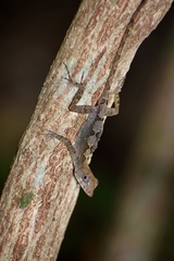 Anolis allogus