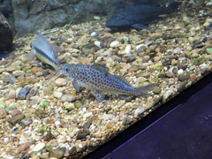 Pimelodus maculatus