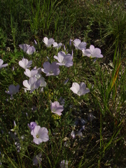 Linum hirsutum