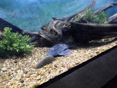 Hypostomus commersoni