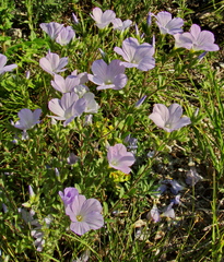 Linum hirsutum
