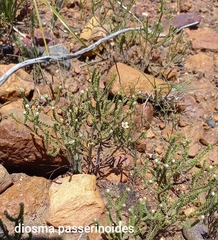 Diosma passerinoides
