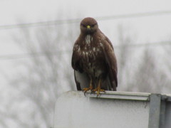 Buteo buteo