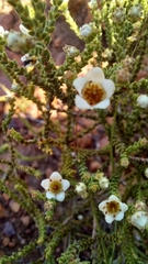 Diosma passerinoides