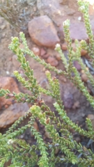 Diosma passerinoides