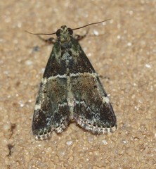Orthaga atribasalis