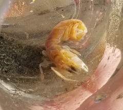 Neotrypaea californiensis