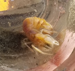 Neotrypaea californiensis