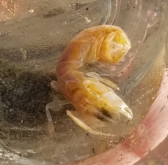 Neotrypaea californiensis