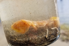 Neotrypaea californiensis