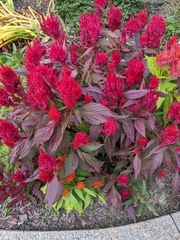 Celosia argentea plumosa