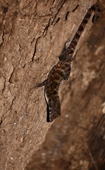 Anolis allogus