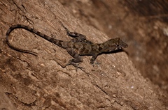 Anolis allogus