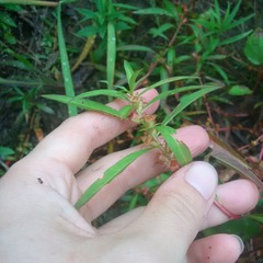 Ludwigia polycarpa