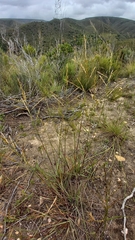 Triraphis andropogonoides