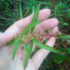Ludwigia polycarpa