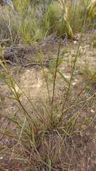 Triraphis andropogonoides