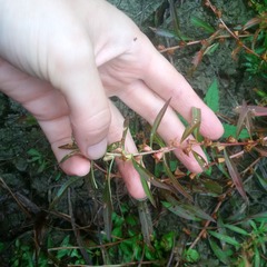 Ludwigia polycarpa