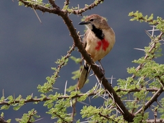 Rhodophoneus cruentus