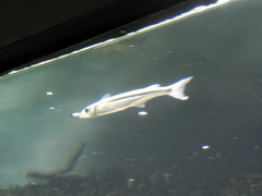 Odontesthes perugiae