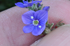 Veronica fuhsii
