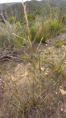 Triraphis andropogonoides