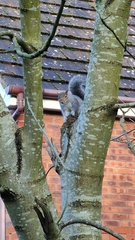 Sciurus carolinensis