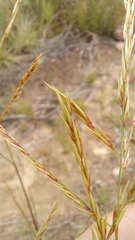 Triraphis andropogonoides