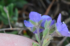 Veronica fuhsii