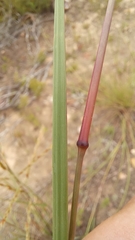 Triraphis andropogonoides