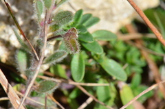 Veronica fuhsii