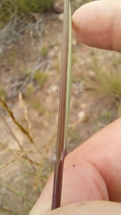 Triraphis andropogonoides