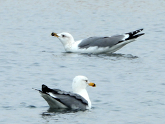 Larus armenicus