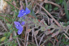Veronica fuhsii