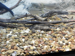 Loricariichthys