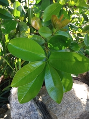 Eugenia brasiliensis