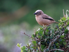 Pseudonigrita arnaudi